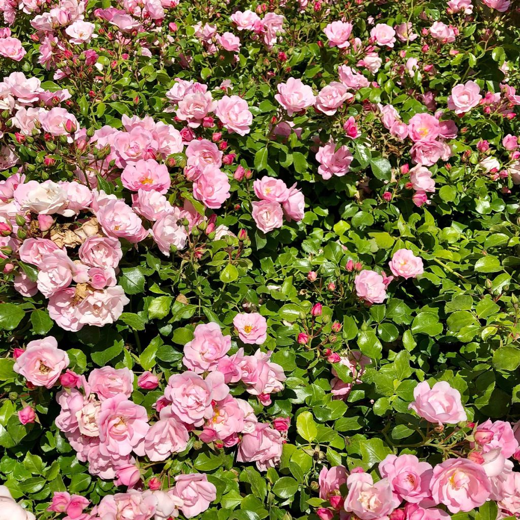 Rosa ad alberello Mareva