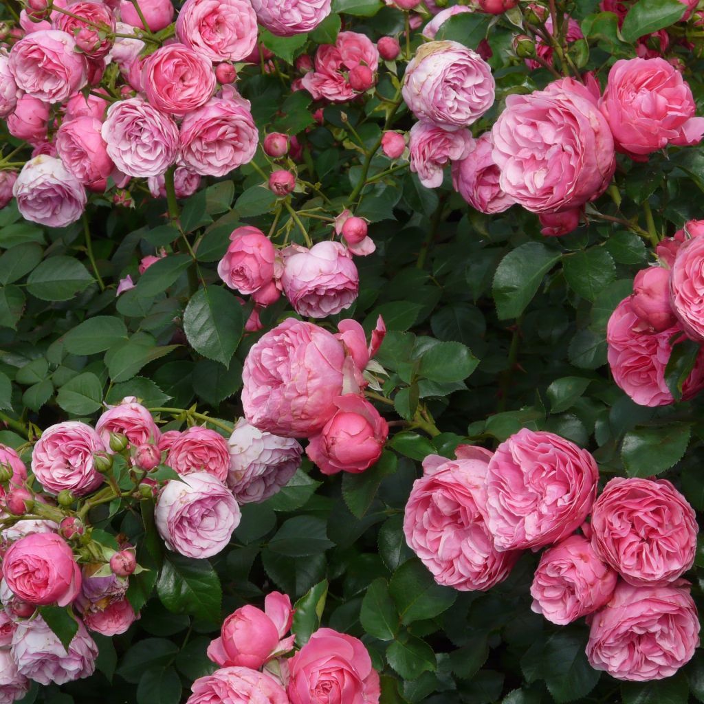 Rosa polyantha Pomponella