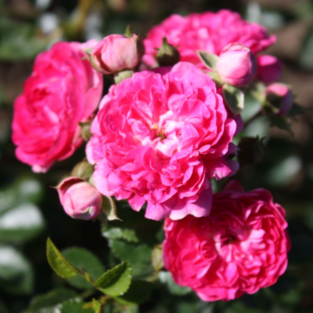 Rosa wichuraiana Excelsa - Rosa rampicante