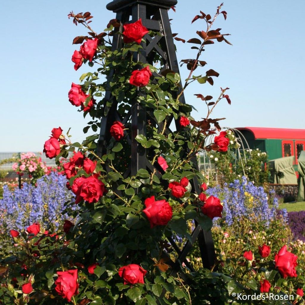 Rosa rampicante Florentina