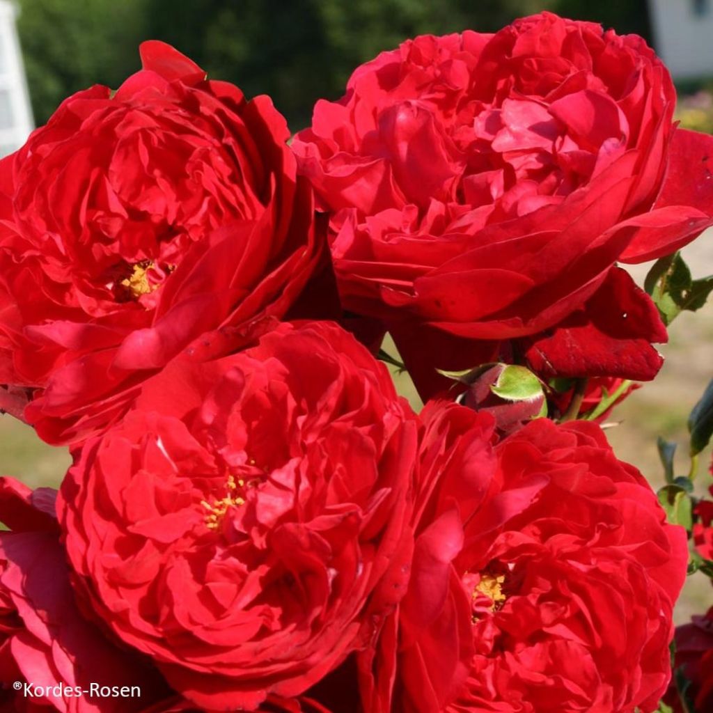 Rosa rampicante Florentina