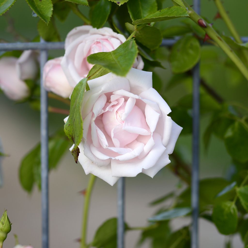 Rosa wichuraiana New Dawn - Rosa rampicante