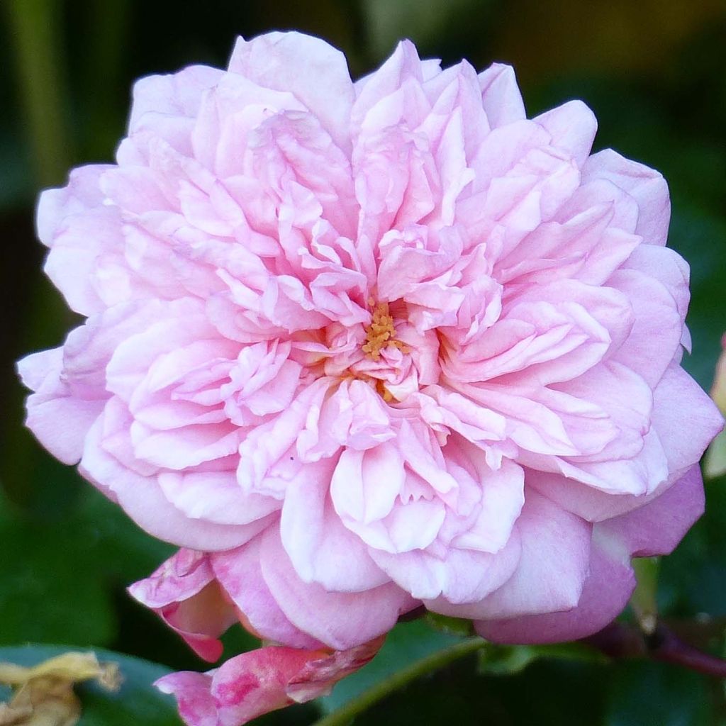 Rosa wichuraiana Paul Transon - Rosa rampicante