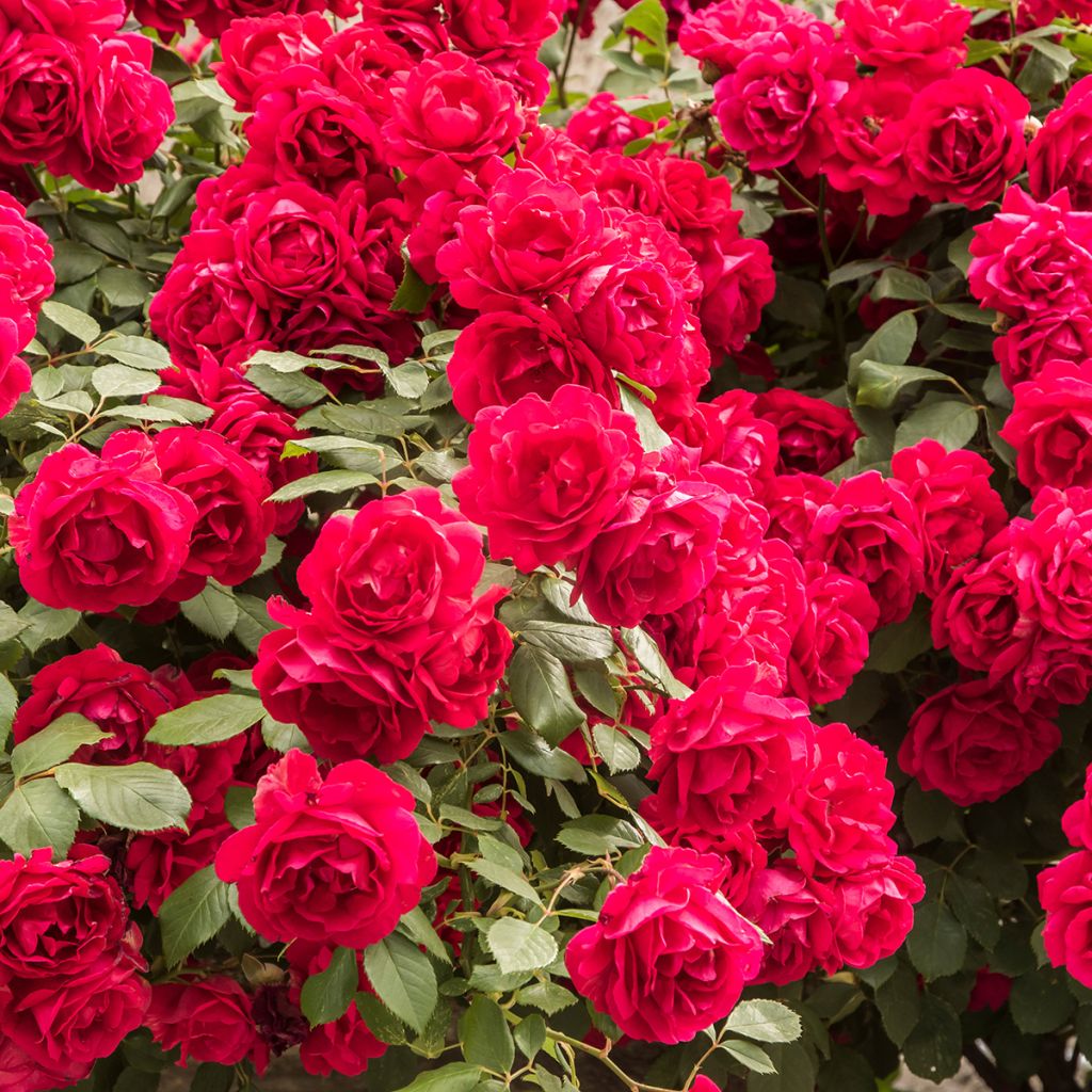 Rosa rampicante Paul's Scarlet Climber