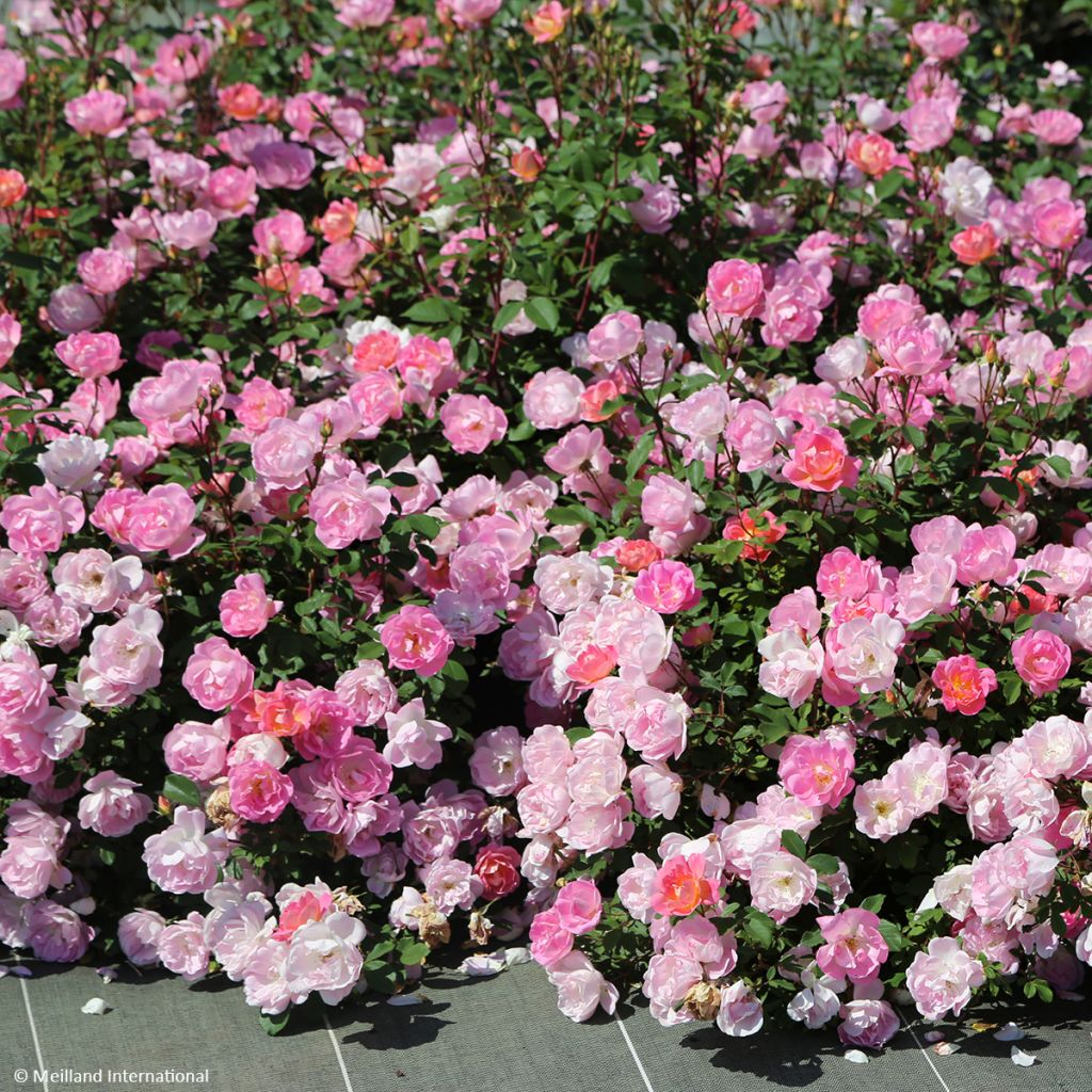 Rosa tappezzante Meillandecor Pink Chantilly Meilevire