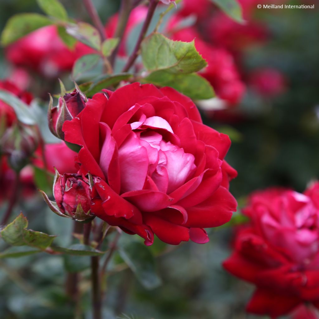 Rosa Street Colors Belle de Grasse 'Meibelitz'