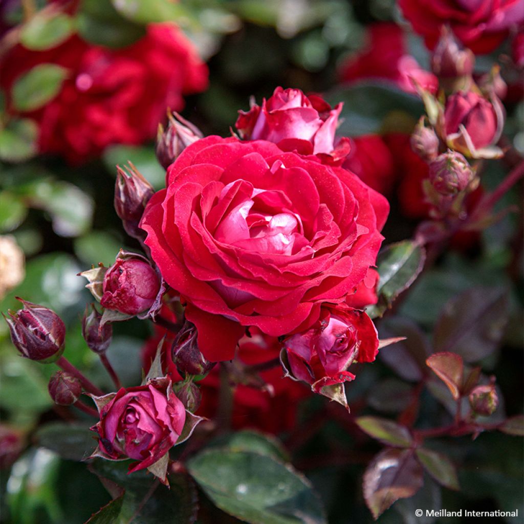 Rosa Street Colors Belle de Grasse 'Meibelitz'