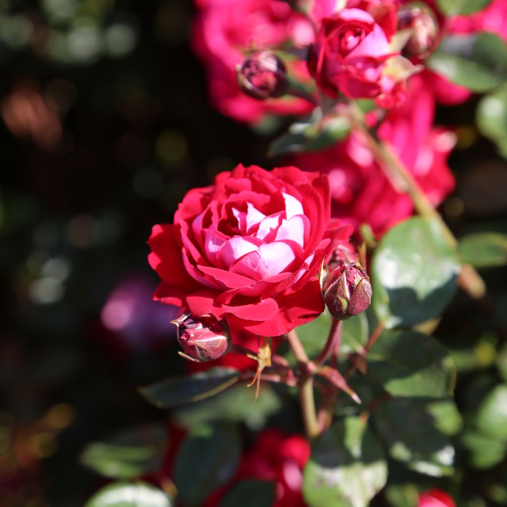 Rosa Street Colors Belle de Grasse 'Meibelitz'