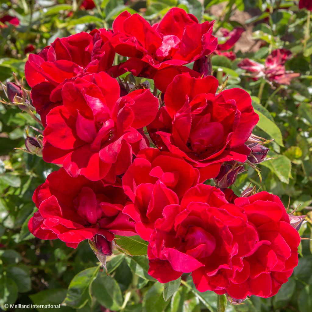 Rosa Street Colors Moulin Rouge Meitralight