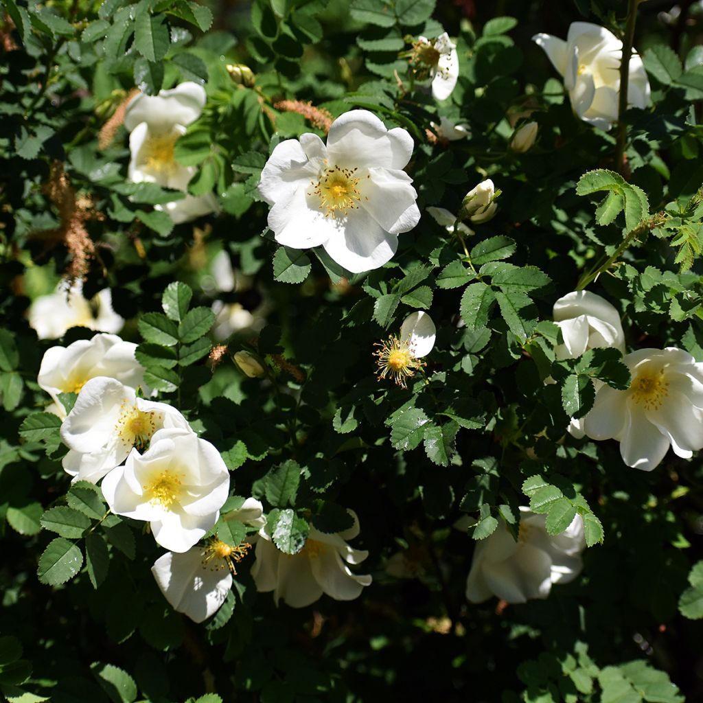 Rosa rugosa Alba