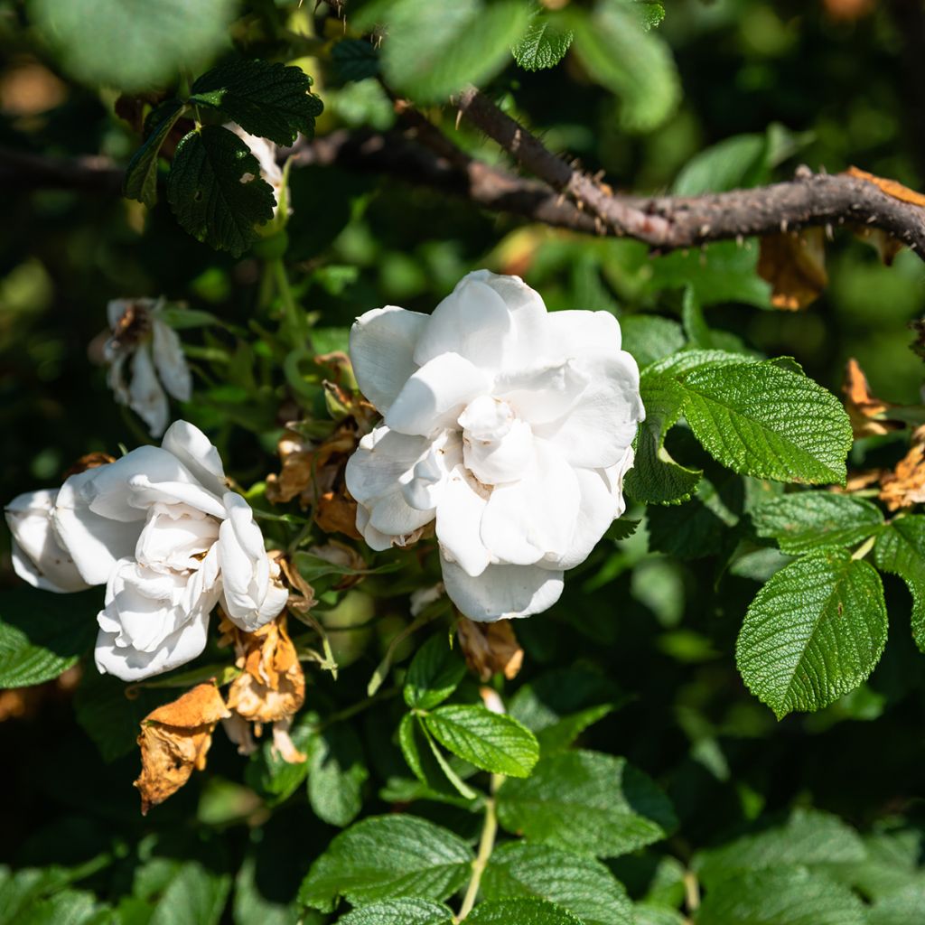 Rosa rugosa Blanc Double de Coubert