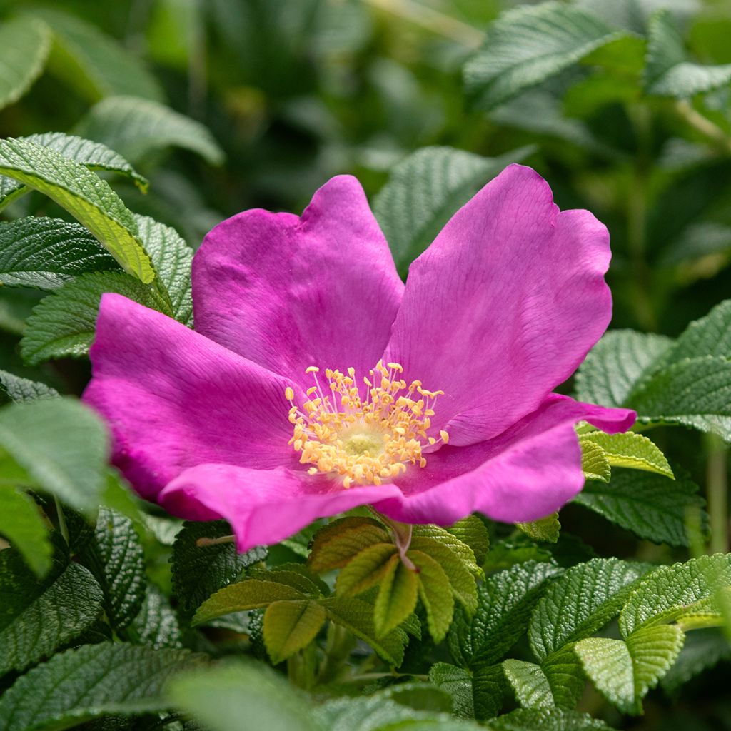 Rosa rugosa