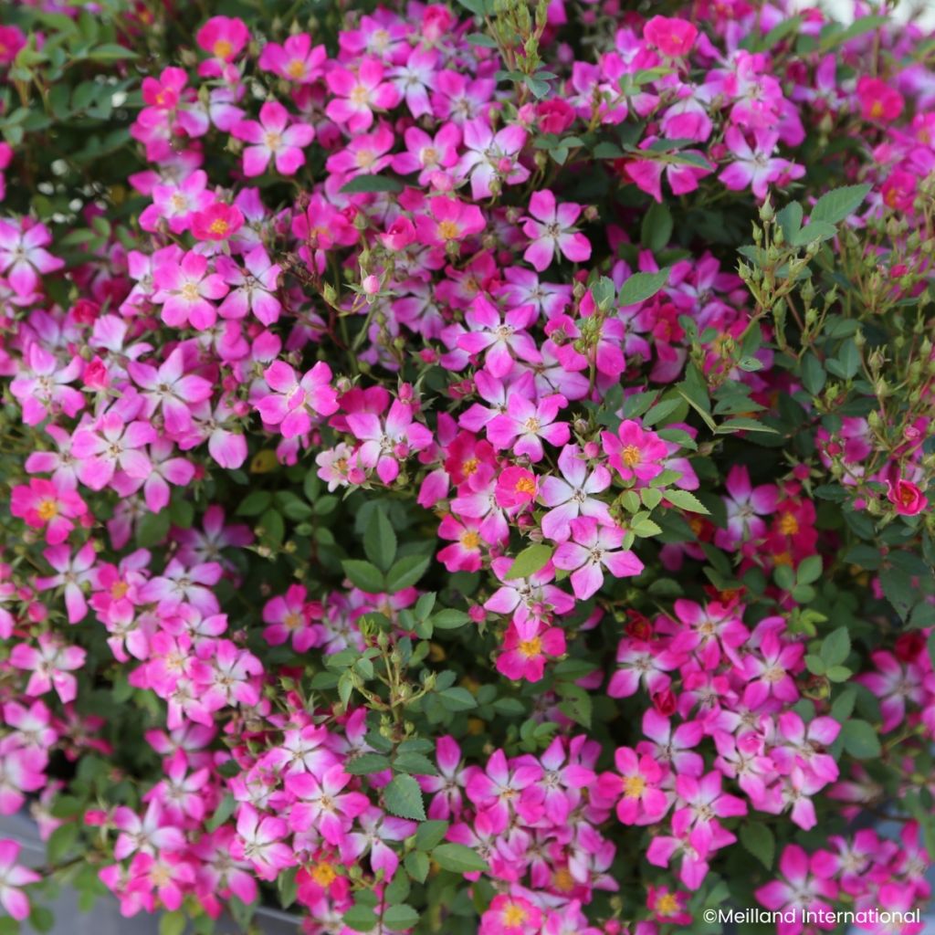 Rosa Galaxy Antares - Rose miniatura