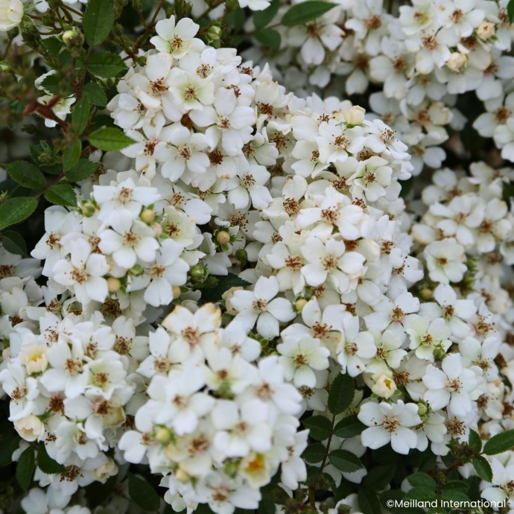 Rosa Galaxy Arcturus - Rose miniatura