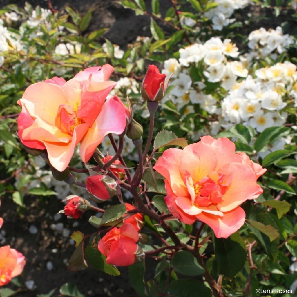 Rosier arbustif Esch-sur-Sûre