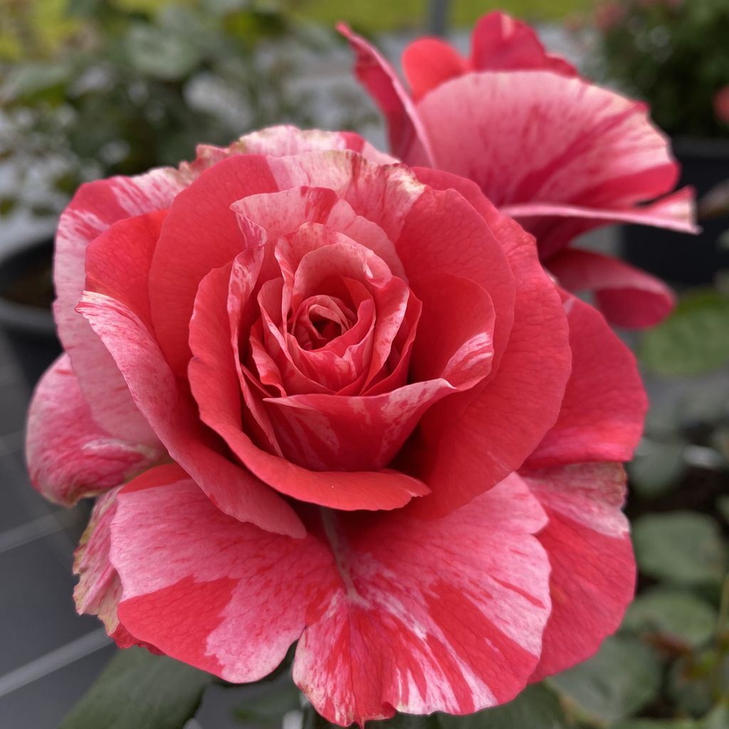 Rosa Floribunda Pleiade