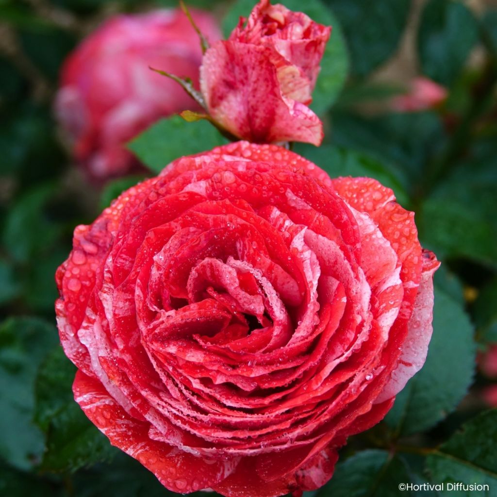 Rosa Scentimental Coral