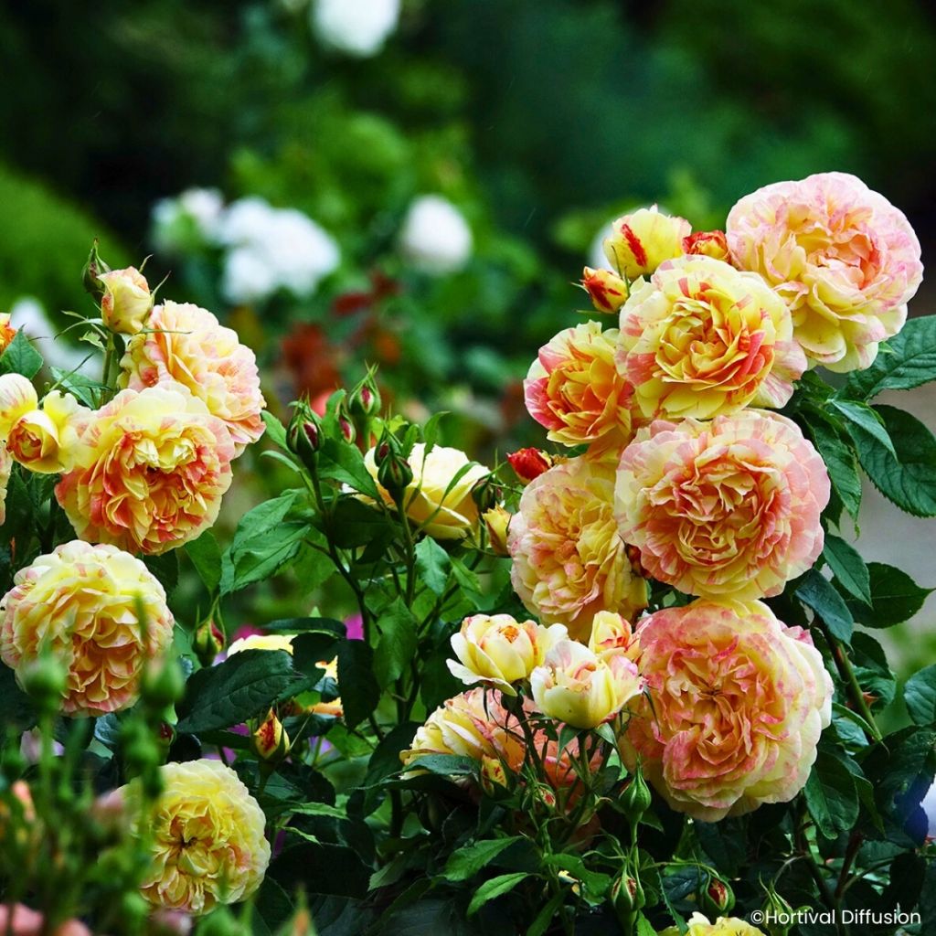 Rosa Scentimental Vanille