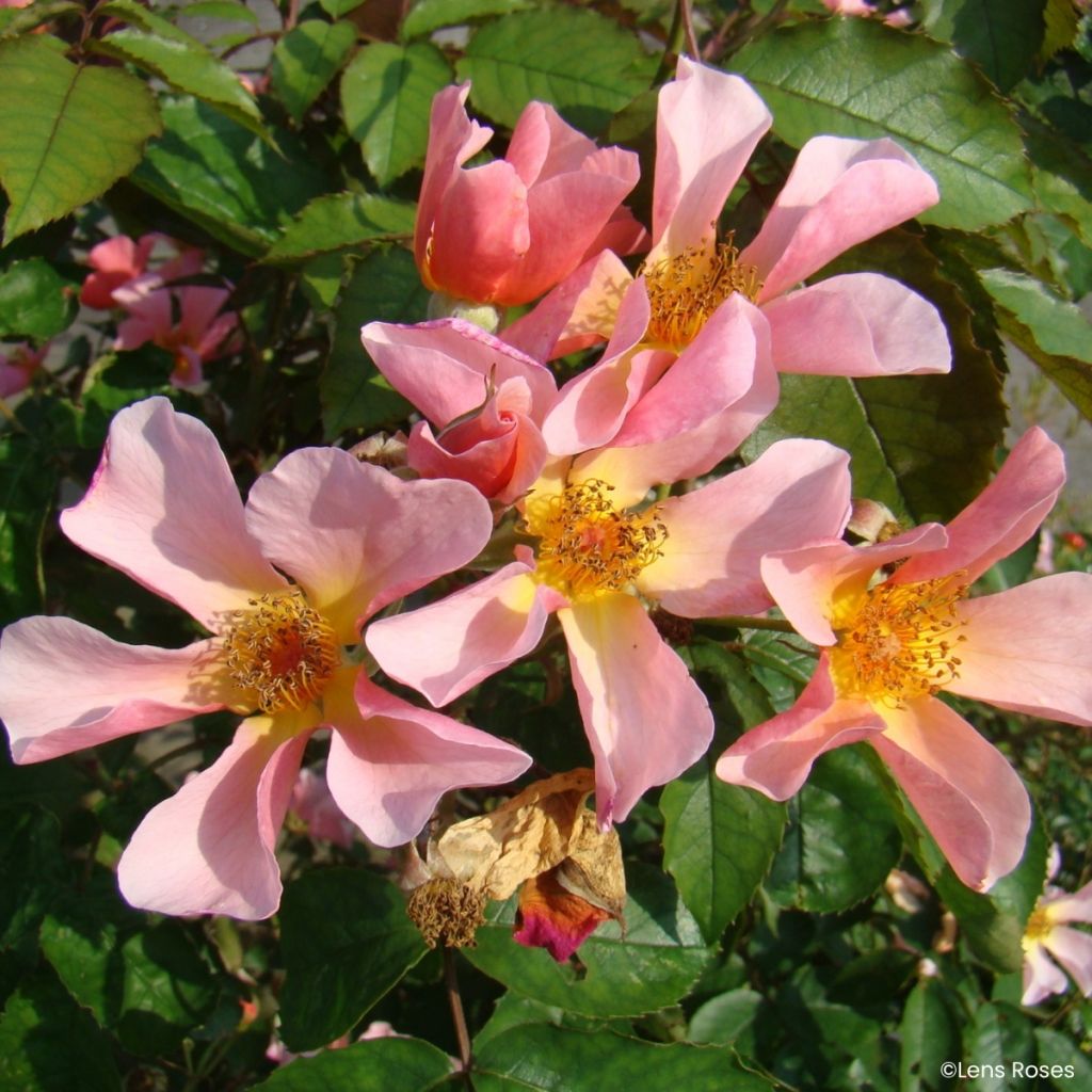 Rosier grimpant Lens Flair