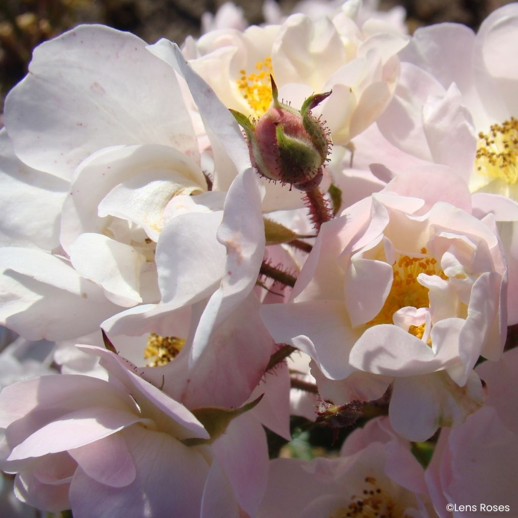 Rosier miniature Ma Fille Sara