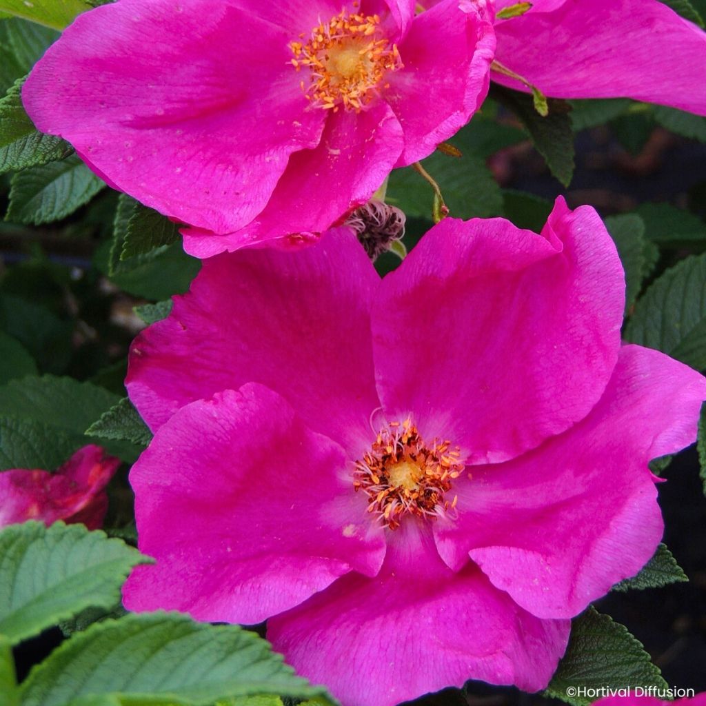 Rosier rugosa Angelia Eglantine