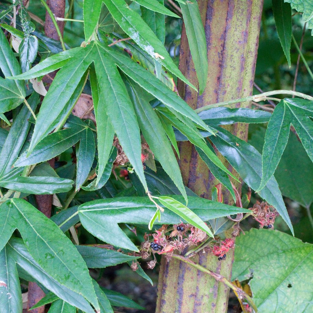 Rubus henryi bambusarum - Ronce de Henry à feuilles de bambou