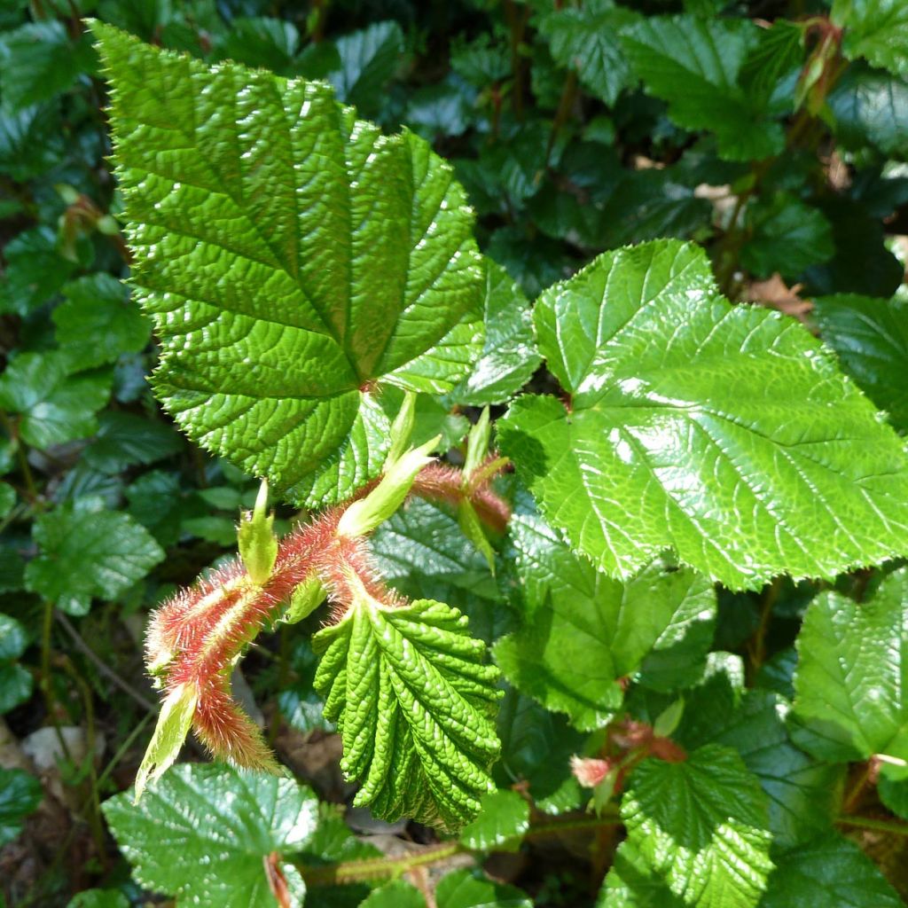 Rubus tricolor - Rovo ornamentale