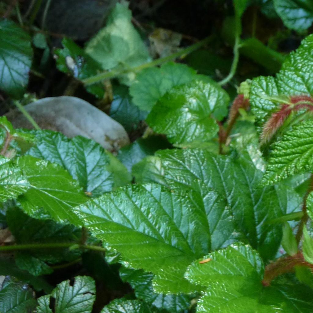 Rubus tricolor - Rovo ornamentale