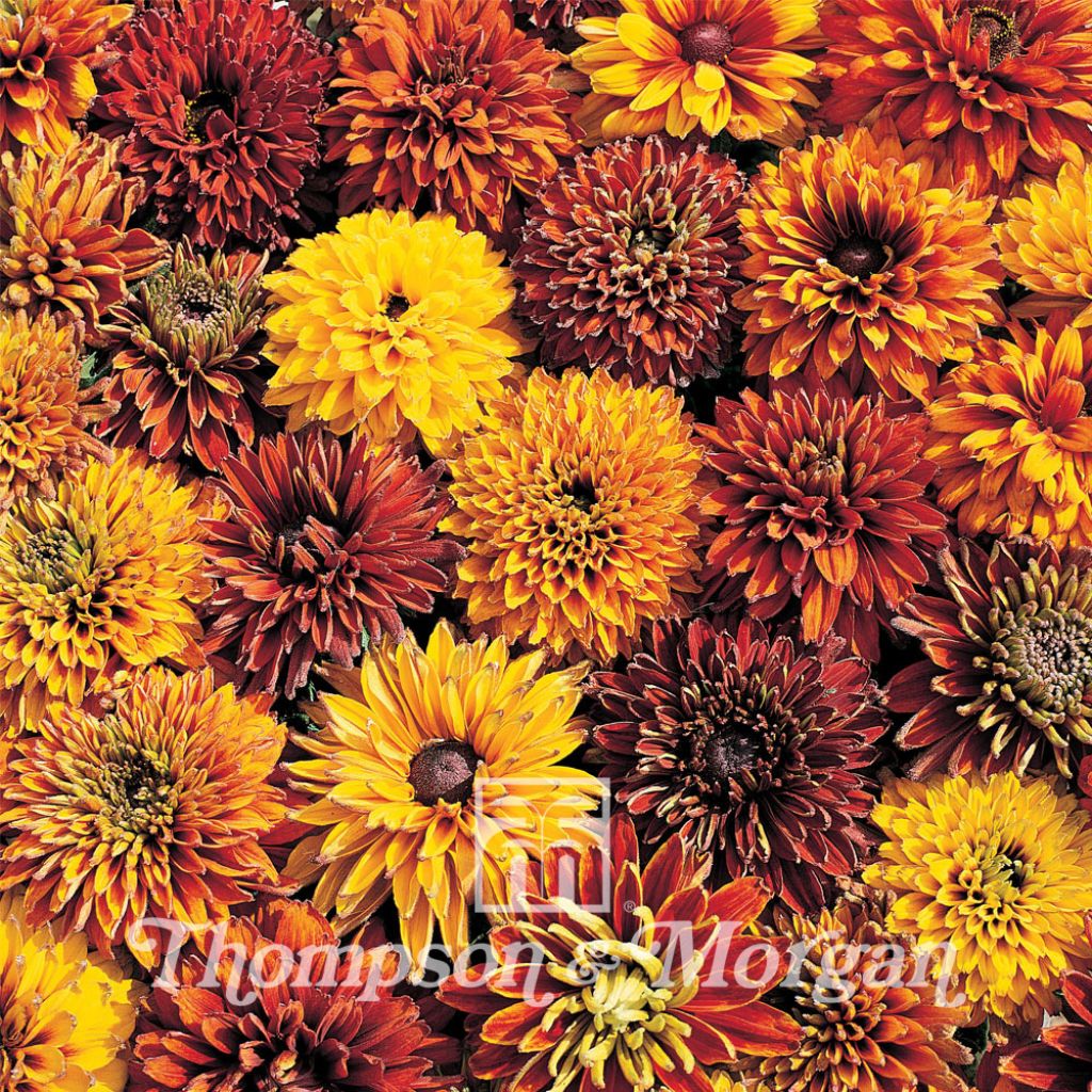 Rudbeckia x Hirta Hybrida Cherokee Sunset