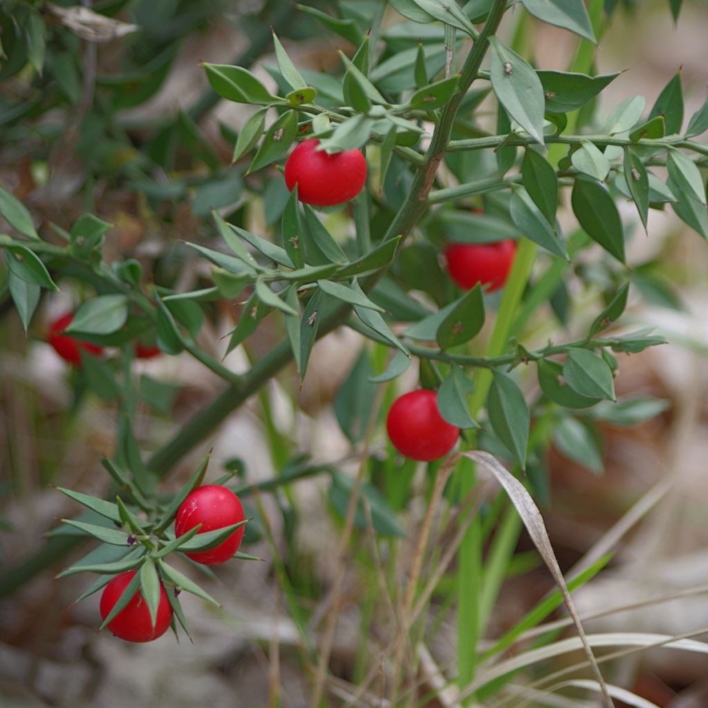 Ruscus aculeatus - Petit houx