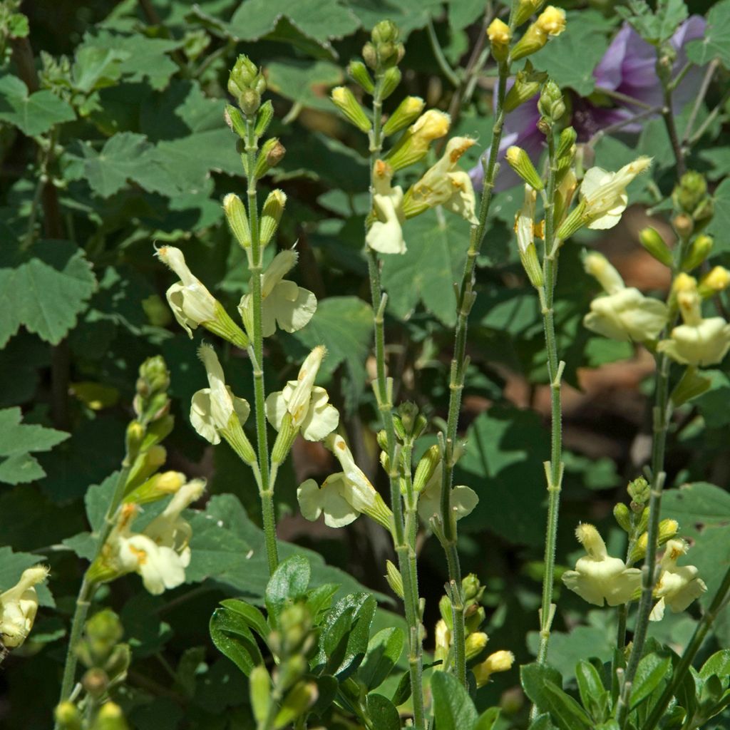 Salvia greggii Sungold