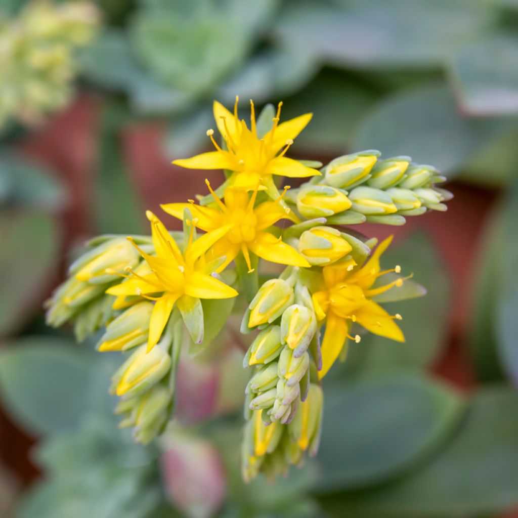 Sedum palmeri - Borracina di Palmer
