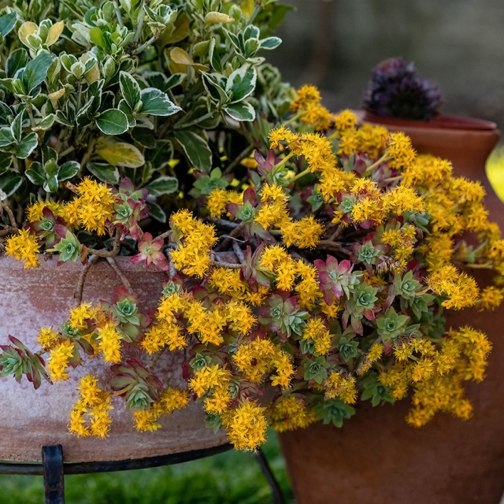 Sedum palmeri - Borracina di Palmer