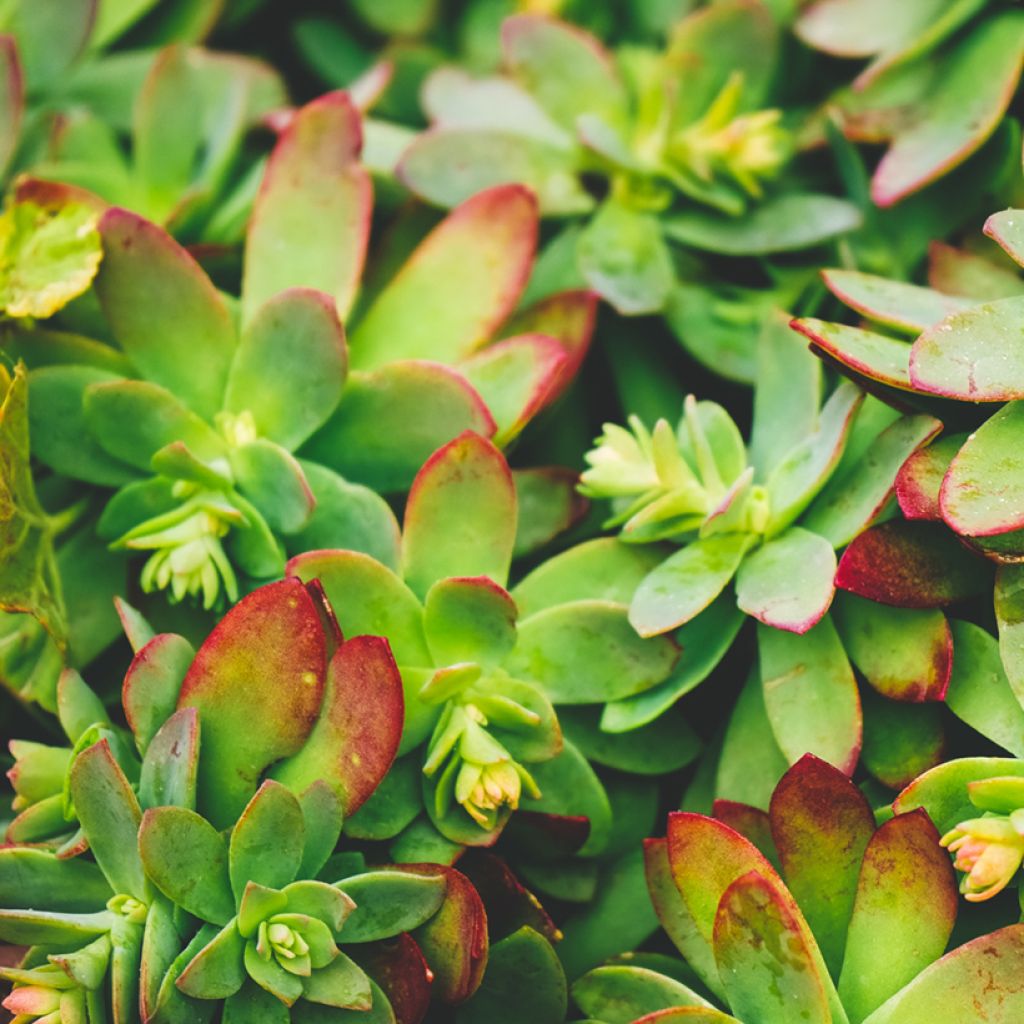 Sedum palmeri - Borracina di Palmer