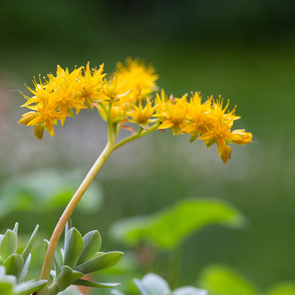 Sedum palmeri - Borracina di Palmer