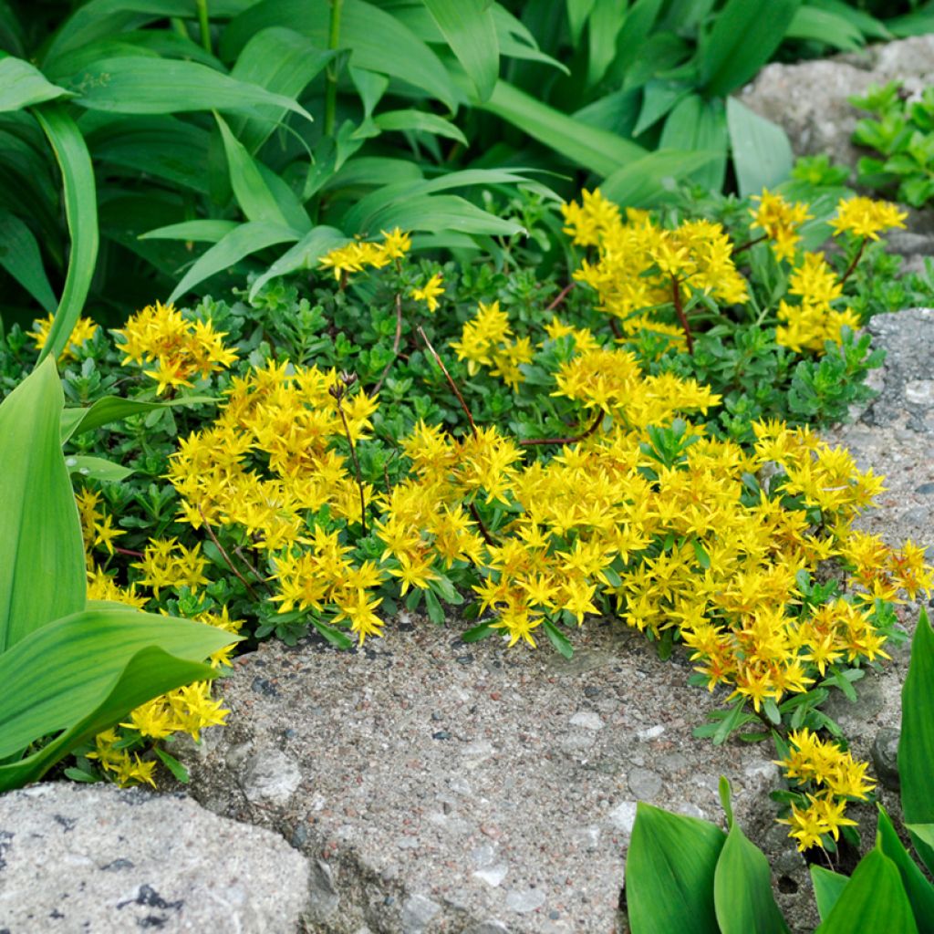 Sedum palmeri - Borracina di Palmer