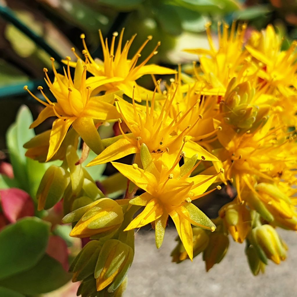 Sedum palmeri - Borracina di Palmer