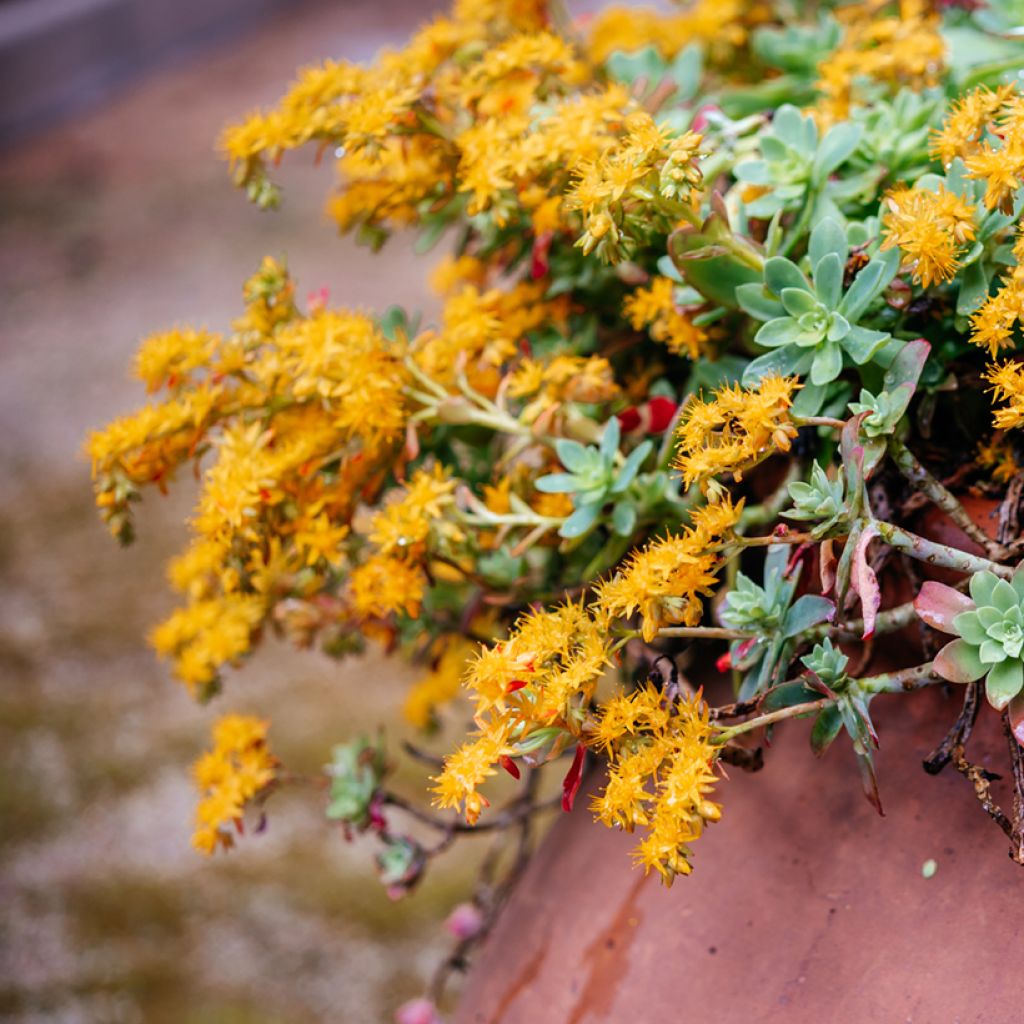 Sedum palmeri - Borracina di Palmer