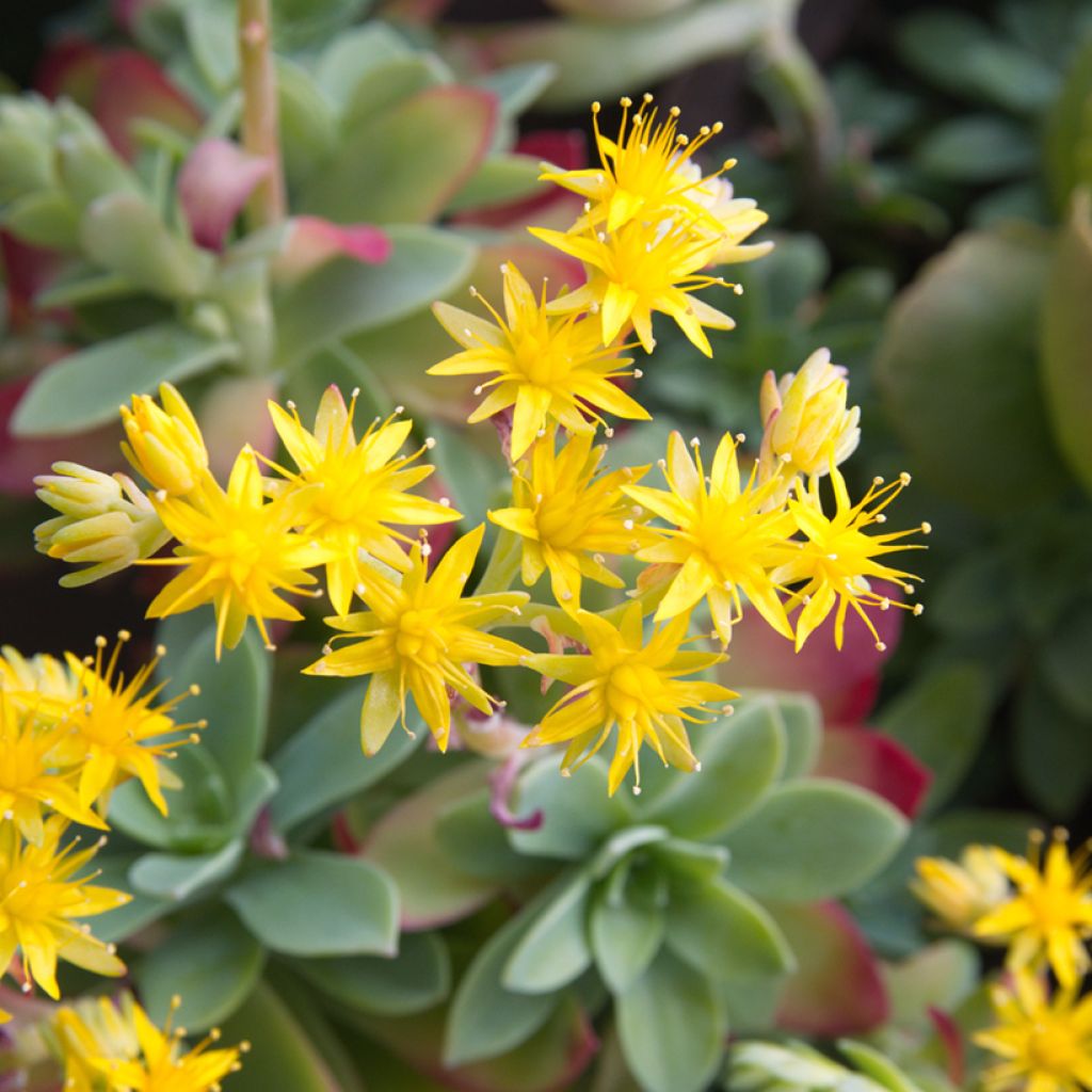 Sedum palmeri - Borracina di Palmer
