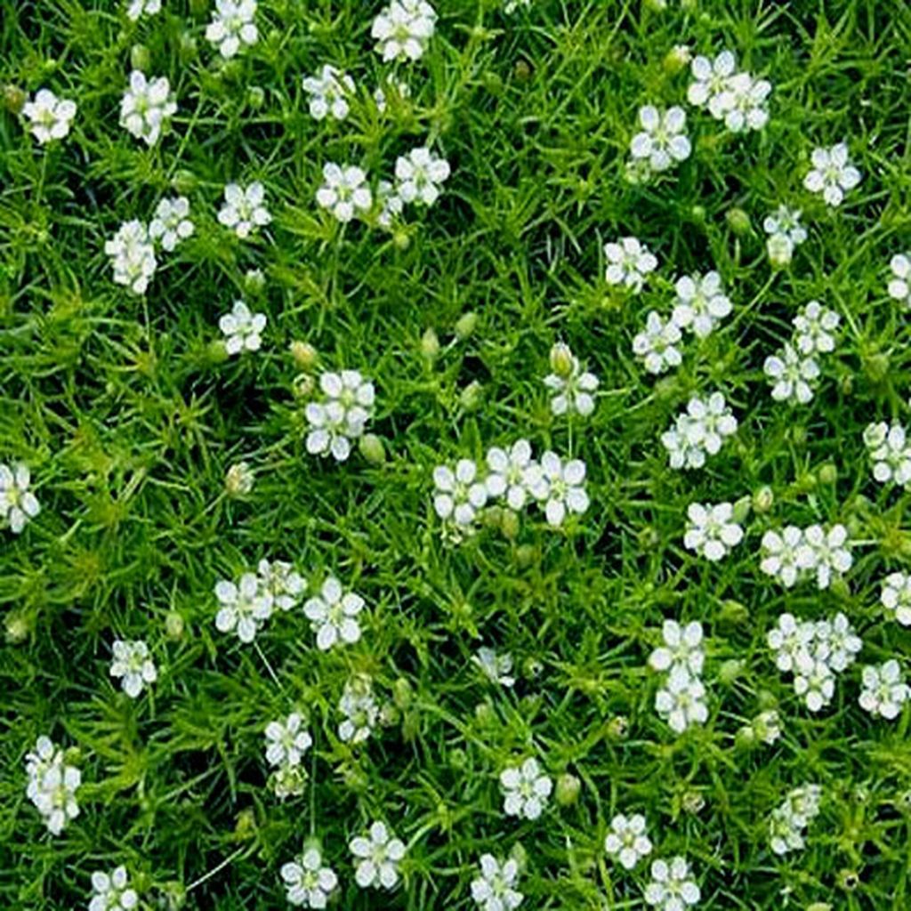 Sagina Green Moss - Muschio irlandese