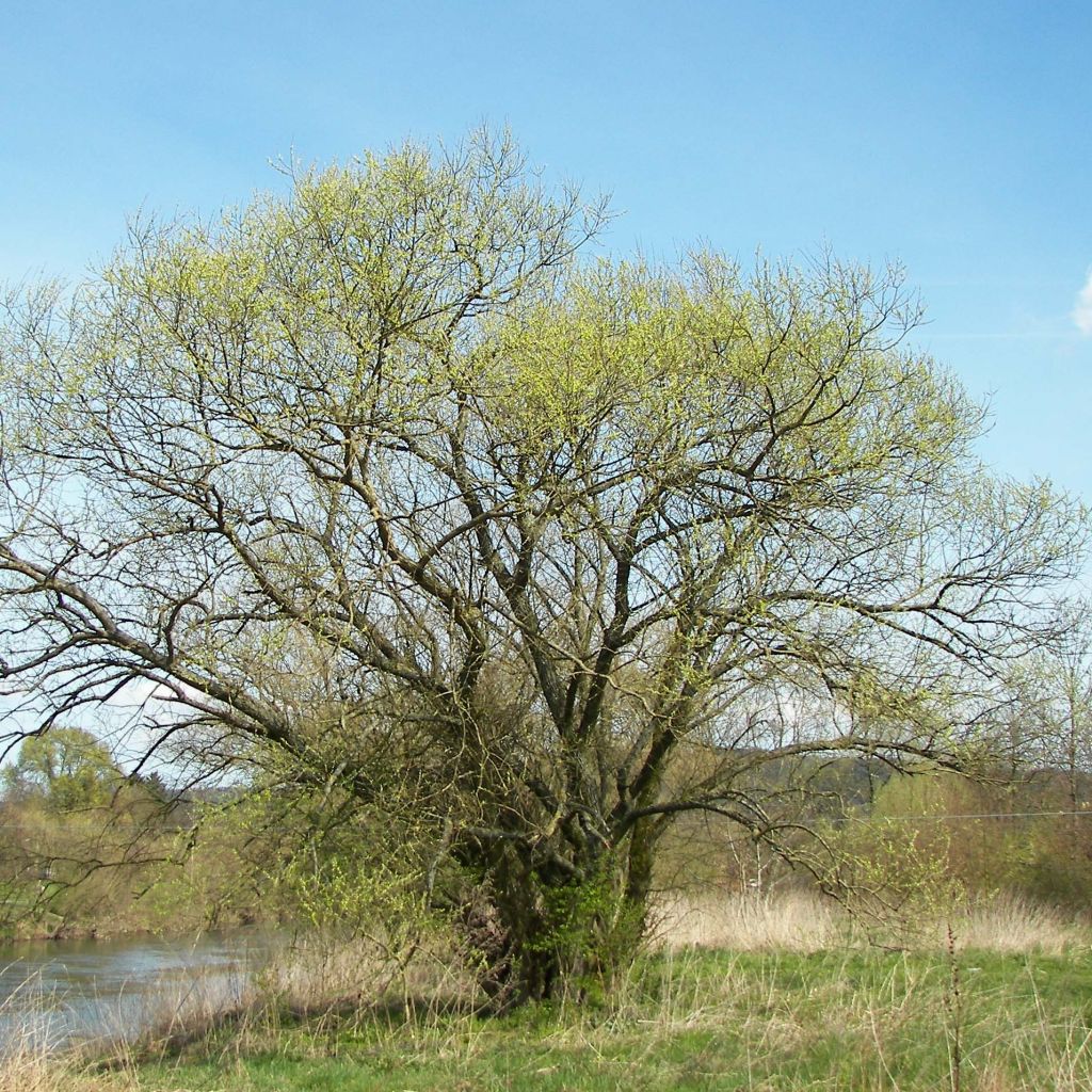 Salix alba - Saule blanc, argenté