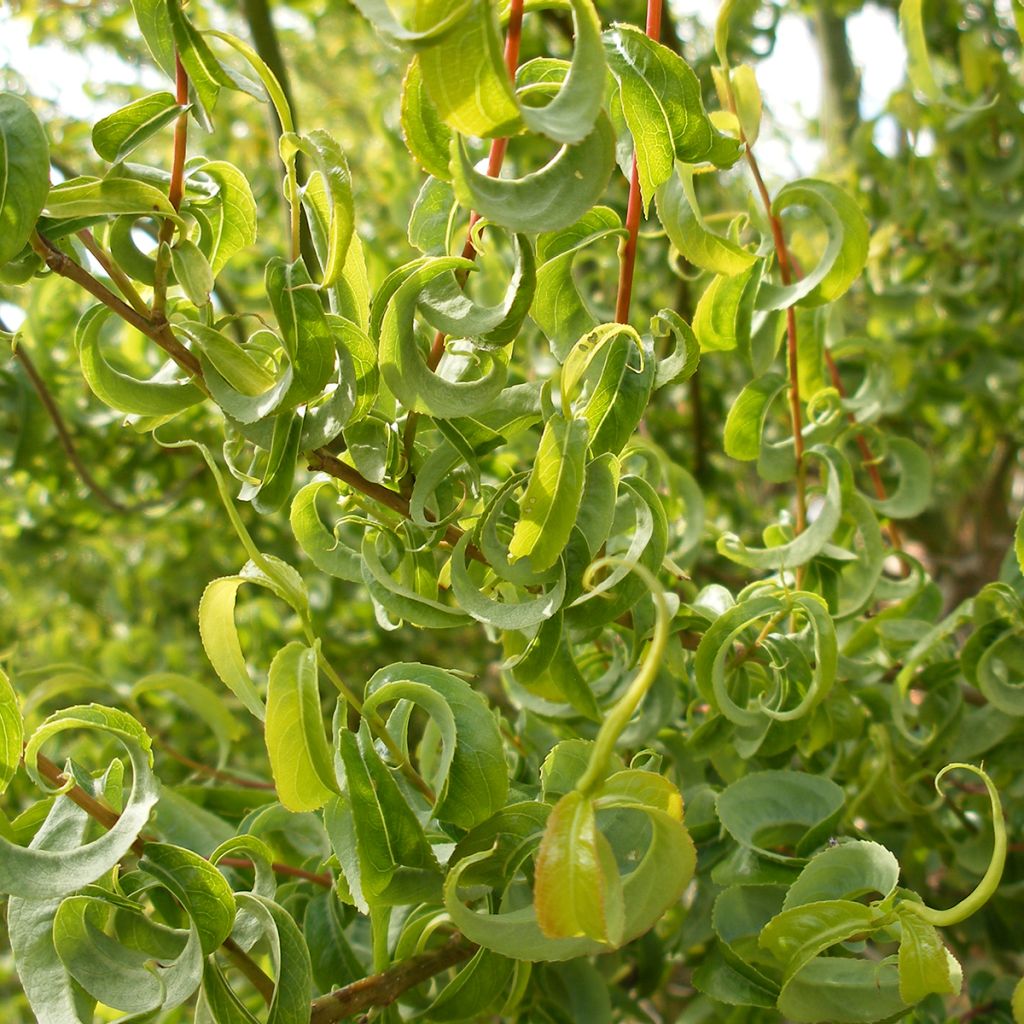 Salix caprea Curly Locks - Salice delle capre piangente
