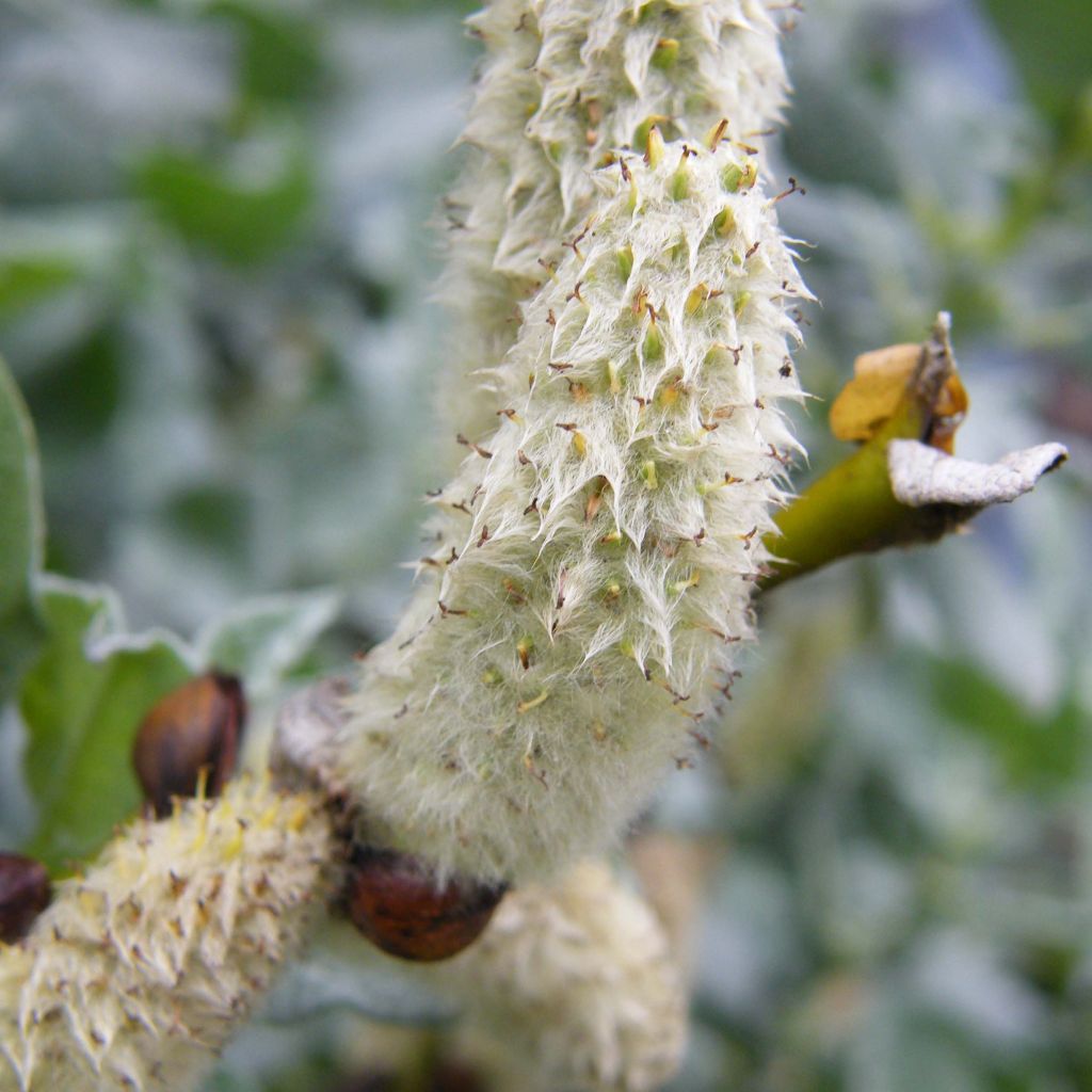 Salix lanata - Salice lanoso