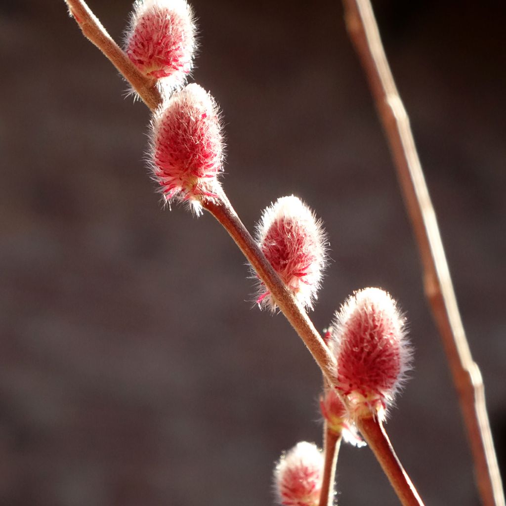 Salix gracilistyla Mount Aso - Salice rosa