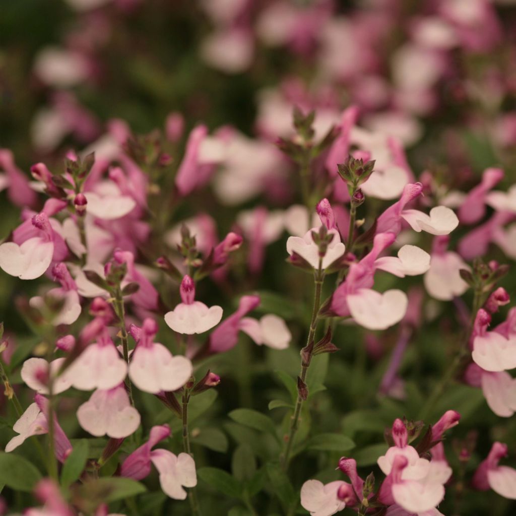 Salvia Dyson's Joy - Salvia arbustiva