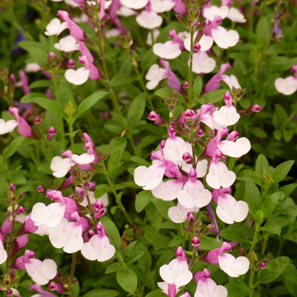 Salvia Dyson's Joy - Salvia arbustiva