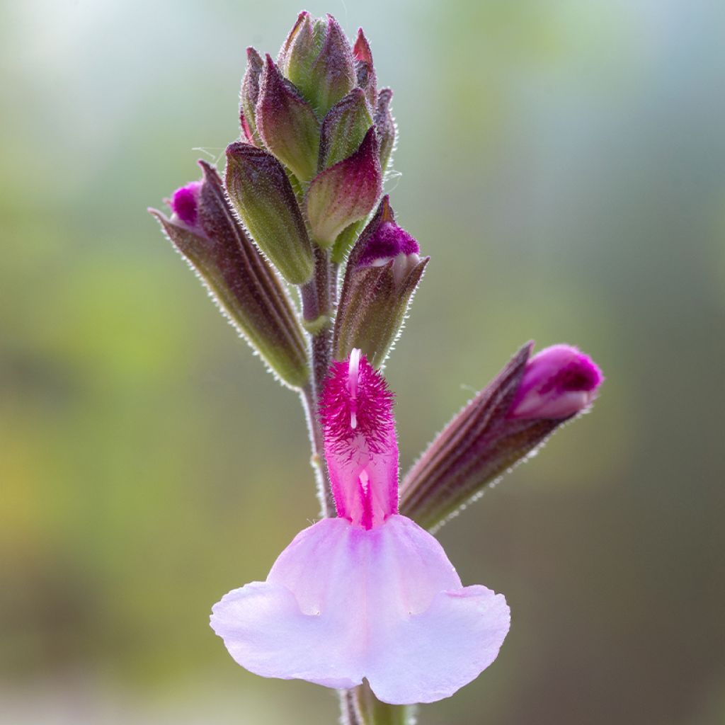Salvia Dyson's Joy - Salvia arbustiva