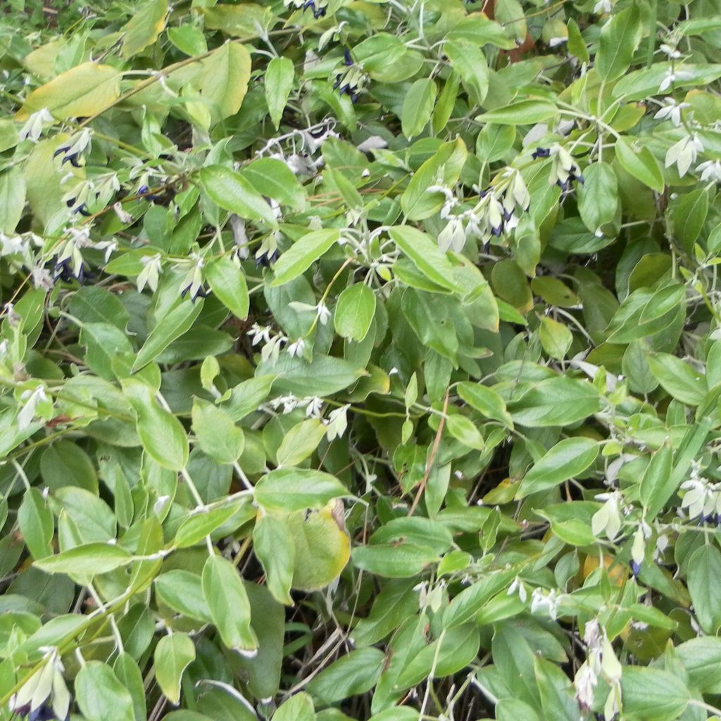 Salvia discolor - Salvia peruviana