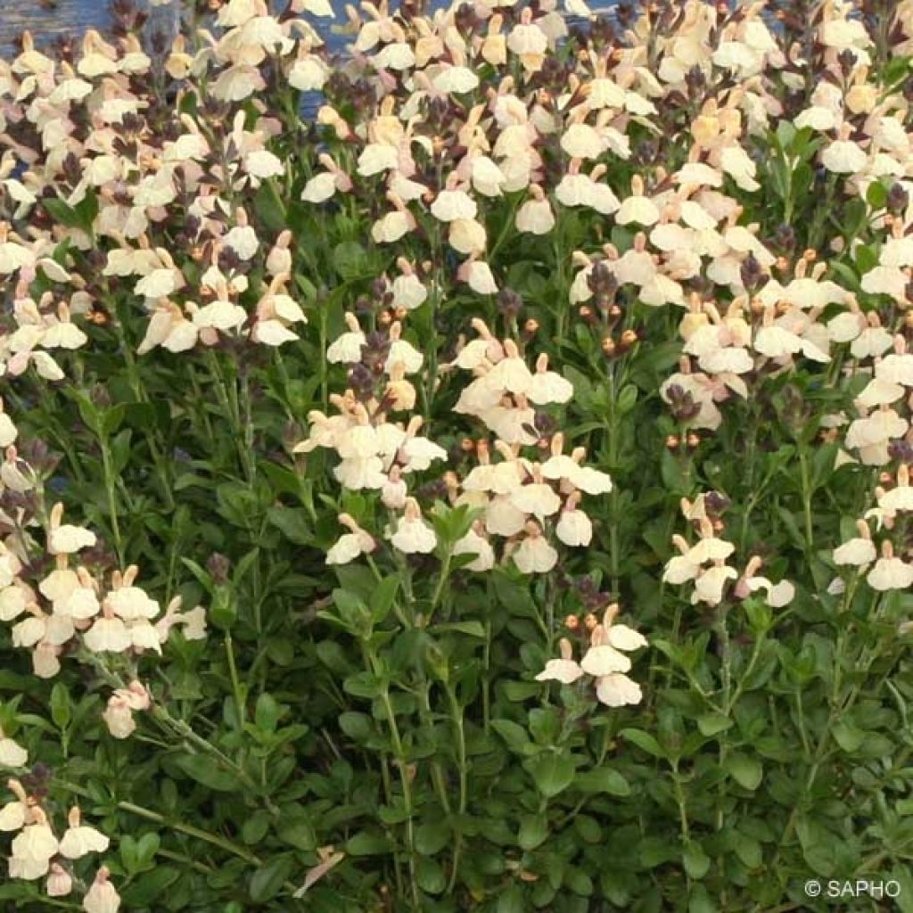 Salvia jamensis Melen - Salvia arbustiva