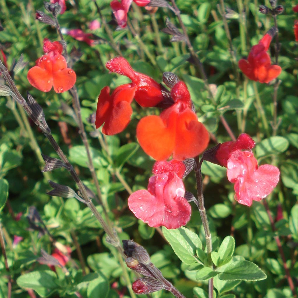 Salvia microphylla Royal Bumble - Salvia arbustiva